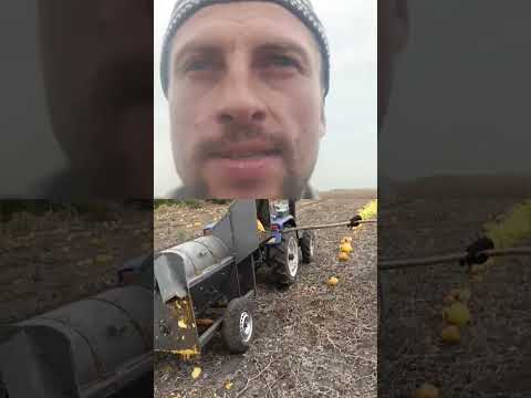 Видео: 🎃🎃🎃 Нарешті гарбузові жнива 2025 офіційно розпочато