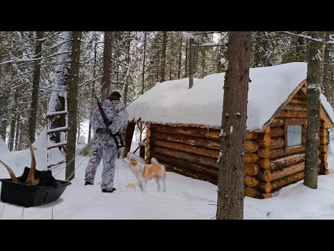 Видео: ЖИЗНЬ В ТАЙГЕ, ДОБЫЛ ЛОСЯ С ПОДХОДА, ВАРЮ ИЗ НЕГО ПЕЛЬМЕНИ В ИЗБЕ!