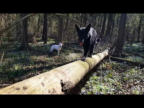 Видео: ДТ-34. Прогулка с собакой: что взять, чем заняться?