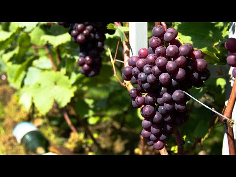 Видео: Домашнее вино. Брожение с гребнями или без?