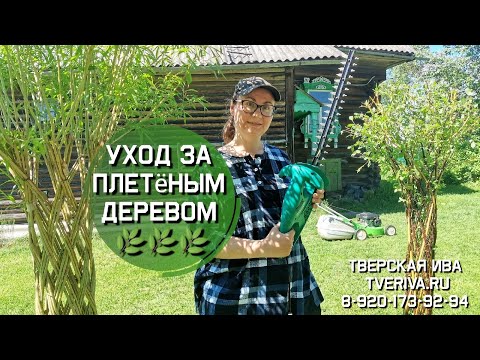 Видео: Тверская ива. Уход за плетёным деревом из ивы. Ивовая пальма. Дерево плетеное из прутьев.