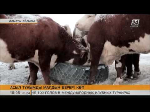 Видео: Шаруалар АҚШ пен Канададан әкелінген асыл тұқымды малдың пайдасын көріп отыр