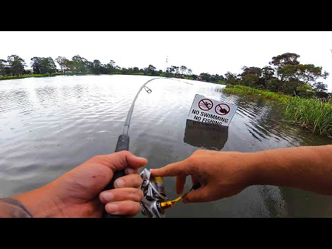 Видео: Это озеро кишит чудовищно инвазивной рыбой в Австралии