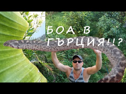 Видео: БОА В ГЪРЦИЯ BOA IN GREECE #animals #животни #reptiles #nature #snake