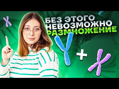Видео: Репликация ДНК: Что нужно знать для ЕГЭ | Биология ЕГЭ 2025 | Умскул