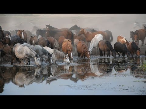 Видео: #Табун 2