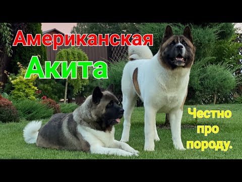 Видео: Американская акита. Особенности породы. Большая японская собака.