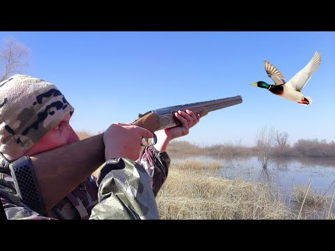 Видео: ОХОТА НА УТКУ СЕЛЕЗНЯ ВЕСНОЙ из скрадка с чучелами! Пришёл в скрадок и добыл КРЯКАША.