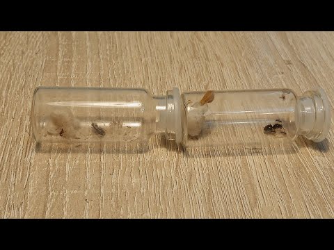 Видео: Что делать если вы поймали матку муравьёв. ВТОРОЙ ШАГ!