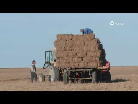 Видео: Маңғыстау ауданының ауыл шаруашылығы: еңбек пен берекенің мекені