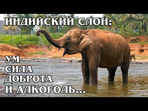 Видео: АЗИАТСКИЙ СЛОН: Добрейший Гигант | Интересные факты про слонов