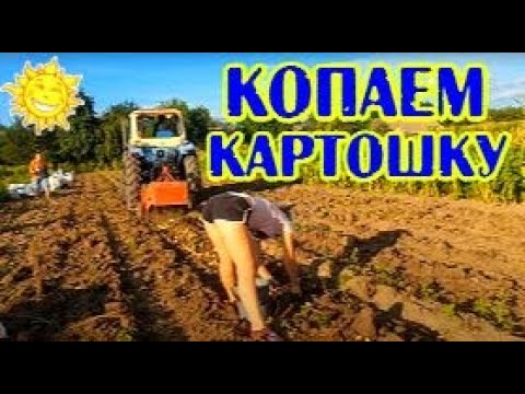 Видео: Трактор ЮМЗ КОПАЕТ КАРТОШКУ Уборка картофеля 2021 Копать картошку Бульбу #vseklevo #синийтрактор