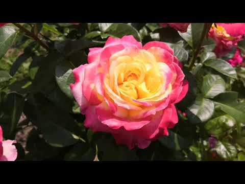 Видео: Лучшие розы моего сада. Июль 2024