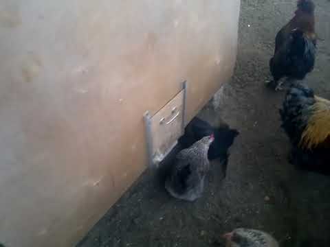 Видео: Курятник на 300 кур.