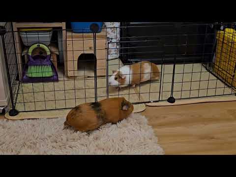 Видео: Свинки гуляют на обновленной территории