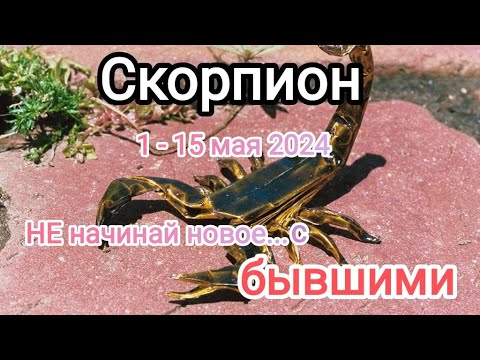 Видео: Скорпион 🌈🦂 1 - 15 мая 2024г. Тароскоп.