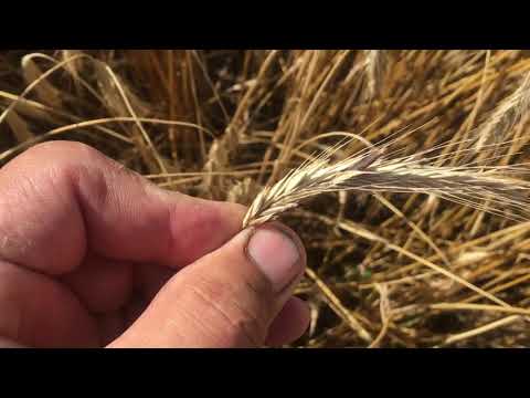 Видео: Не мав фермер клопоту, посіяв жито