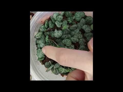 Видео: Церопегия Вуди. Уход, черенкование, размножение.