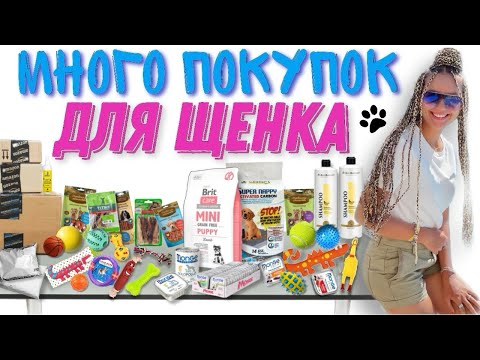 Видео: Покупки для щенка🐾 Готовлюсь к появлению шпица🐶