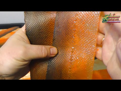 Видео: УНИКАЛЬНАЯ технология выделки рыбьих кож в домашних условиях, Аналогов НЕТ нигде в мире!