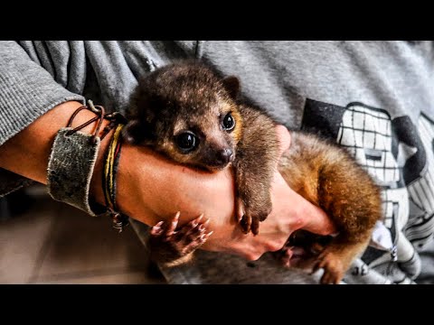 Видео: ИДЕАЛЬНЫЕ ДОМАШНИЕ ЖИВОТНЫЕ ДЛЯ ЛЕНИВЫХ ЛЮДЕЙ