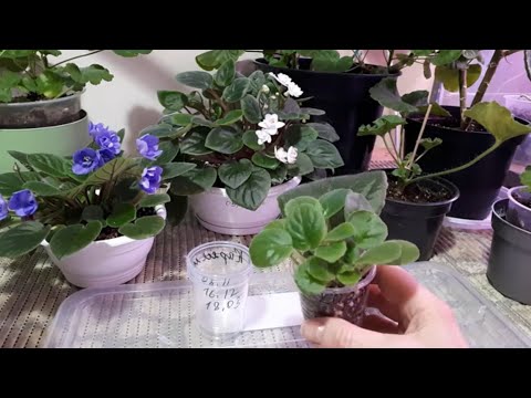Видео: Как рассадить Детки Фиалки от листа?🪴 Как потом ухаживать? Важные моменты!🌺