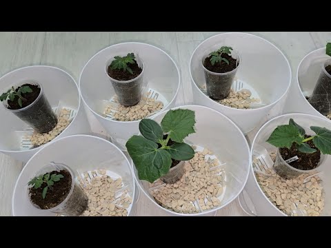 Видео: ИНТЕРЕСНЫЙ СПОСОБ ВЫРАЩИВАНИЯ ОГУРЦОВ, томатов в горшках для дома, пересадка на постоянку, 3 часть