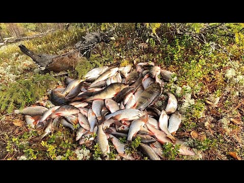 Видео: ХОТЕЛИ МОХТИКА ПОЛОВИТЬ А ПОПАЛИ НА КАБАНОВ ПОЛОСАТЫХ С ЖИРНЫМИ СОРОГАМИ, ПЛЮС НАСТОЯЩИЙ ГЛУХАРЬ!