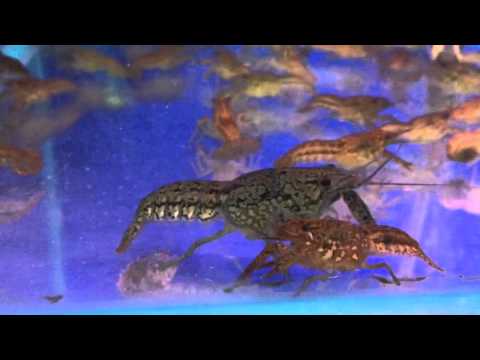 Видео: Рак мраморный Procambarus sp. декоративный аквариумный