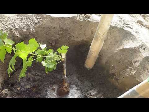 Видео: Висаджую вегетуючі саджанці винограду  у відкритий грунт.