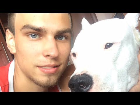 Видео: Отвечаю на вопросы с Аргентинским догом 😊