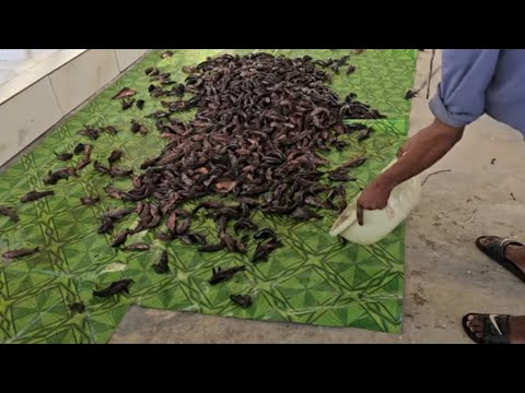 Видео: Огромный улов Хасса #Гайана