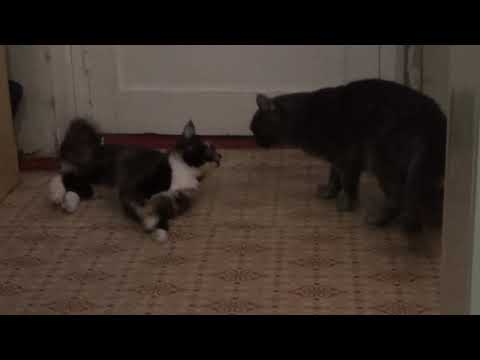 Видео: Коту привезли кошку  Первая вязка мейн куна