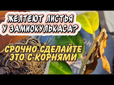Видео: Желтеют и сохнут листья у большого замиокулькаса: 5 причин и решение проблем