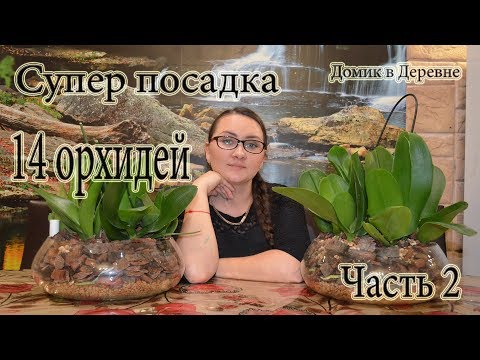 Видео: Супер посадка  14 белых орхидей /Закрытая система/Часть 2