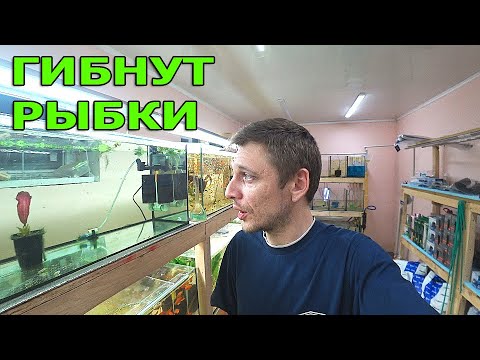 Видео: Рыбки умирают массово