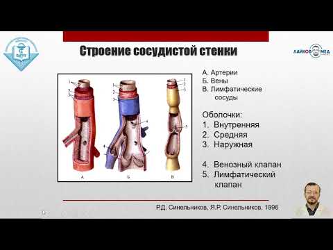 Видео: УЗИ сосудов, Часть 1 / Лайков Алексей Владимирович - врач УЗИ, к.м.н.