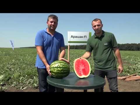 Видео: Арашан F1 - Открит ден в с. Вранино