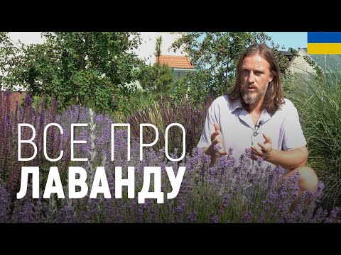 Видео: ЛАНДШАФТНИЙ ДИЗАЙН | ВСЕ ПРО ЛАВАНДУ