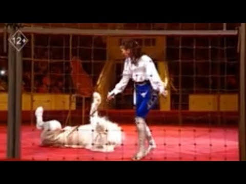 Видео: Цирк — искусство, которое сближает