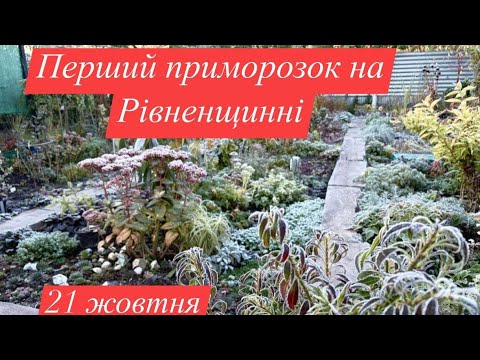 Видео: В МОЄМУ САДУ ПЕРШИЙ МОРОЗ,21 .10.2025року