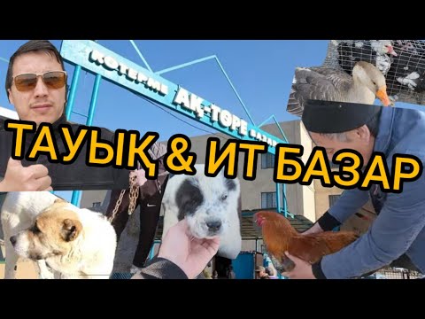 Видео: Тауық, ит базары 09.04.2023. Қызылорда,  Ақ төре базары