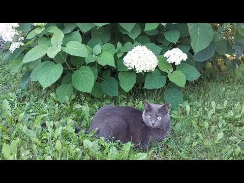 Видео: Однажды утром.  Фрагмент истории в котах июля