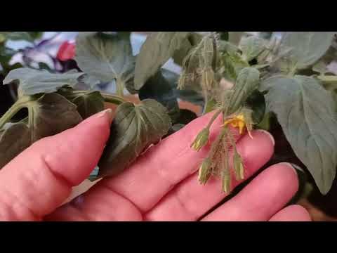 Видео: 25 апреля 2023 г.Огород на балконе, закупили рассаду 🍅 🥒