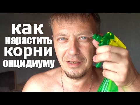 Видео: орхидея онцидиум, как просто нарастить корни