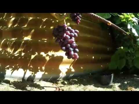 Видео: Краса Никополя. Виноградник Вадима Точилина
