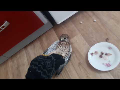 Видео: Нашли птинца сокола выдавшего из гнезда. Первое кормление