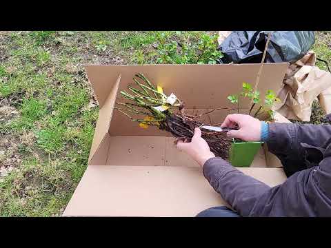 Видео: Распаковка роз Тантау 2024