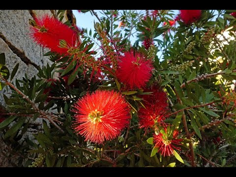 Видео: Каллистемон. Обрезка. Формирование кроны | Callistemon