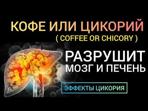 Видео: Цикорий Chicory - benefit harm l Польза или Вред l Цикорий или Кофеин l Что разрушает мозг и печень